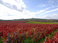(Bildnachweis: Mit freundlicher Genehmigung der Gemeinde Friesenheim) (Bildnachweis: Mit freundlicher Genehmigung der Gemeinde Friesenheim)