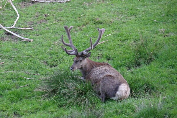 Wildgehege Ellbach - Mitteltal Bildnachweis: Mit freundlicher Genehmigung von Baiersbronn Touristik Wildgehege Ellbach - Mitteltal Bildnachweis: Mit freundlicher Genehmigung von Baiersbronn Touristik