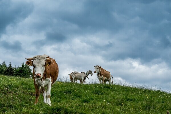 Bildnachweis: Mit freundlicher Genehmigung Tourist Information Bernau Bildnachweis: Mit freundlicher Genehmigung Tourist Information Bernau