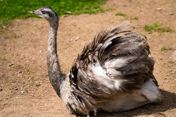 Kleintiergehege Tannenmühle Copyright: (Mit freundlicher Genehmigung des Schwarzwaldgasthofs Hotel Tannenmühle) Kleintiergehege Tannenmühle Copyright: (Mit freundlicher Genehmigung des Schwarzwaldgasthofs Hotel Tannenmühle)