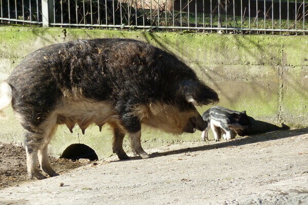 Wildschweine Wildschweine