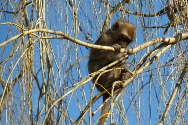 Kletteraffen Kletteraffen