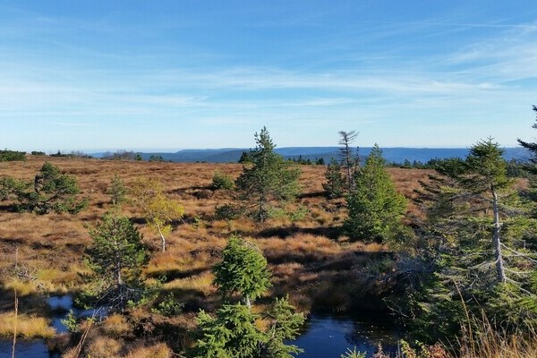 Herbstliches Hochmoorgebiet Hornisgrinde Bildnachweis: Tourist-Info Seebach Herbstliches Hochmoorgebiet Hornisgrinde Bildnachweis: Tourist-Info Seebach