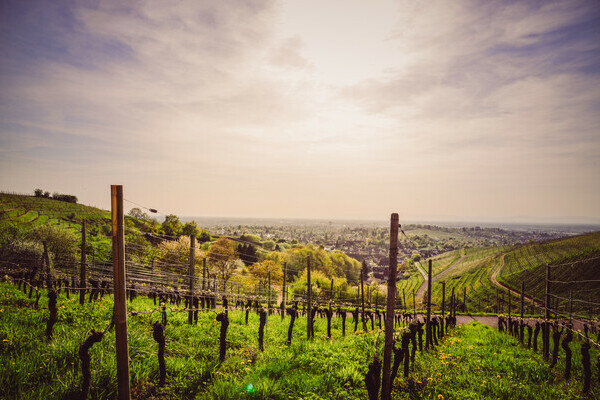 Weinstadtführung Bildnachweis: Stadt Offenburg Weinstadtführung Bildnachweis: Stadt Offenburg