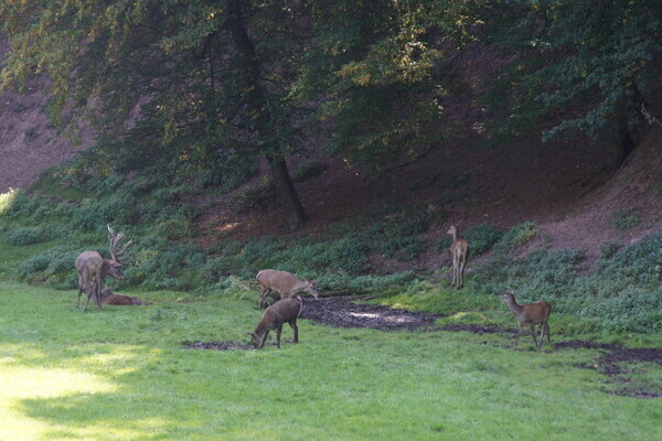 Copyright: (Mit freundlicher Genehmigung der Stadt Calw) Copyright: (Mit freundlicher Genehmigung der Stadt Calw)