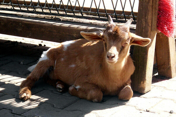 Bildnachweis: Mit freundlicher Genehmigung des Streichelzoos Kappel Bildnachweis: Mit freundlicher Genehmigung des Streichelzoos Kappel