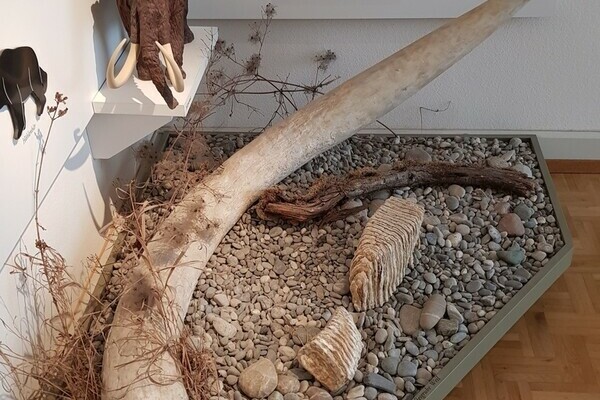 Mamutzähne Bildnachweis: © Förderkreis "Museum in der Alten Schule" e.V. Mamutzähne Bildnachweis: © Förderkreis "Museum in der Alten Schule" e.V.