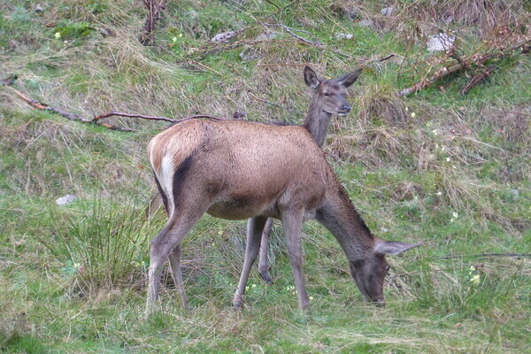 Wildgehege Hinterlangenbach Bildnachweis: Mit freundlicher Genehmigung von Baiersbronn Touristik Wildgehege Hinterlangenbach Bildnachweis: Mit freundlicher Genehmigung von Baiersbronn Touristik