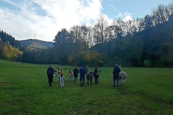 Bildnachweis: Mit freundlicher Genehmigung der Schauinsland Lamas Bildnachweis: Mit freundlicher Genehmigung der Schauinsland Lamas